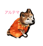 柴犬アルテマ（個別スタンプ：1）