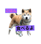 柴犬アルテマ（個別スタンプ：2）
