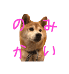 柴犬アルテマ（個別スタンプ：3）