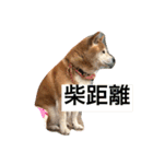 柴犬アルテマ（個別スタンプ：5）