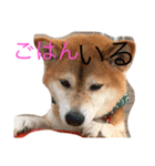柴犬アルテマ（個別スタンプ：8）