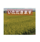 役に立つ言葉を集めました（個別スタンプ：24）