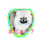 ぽん太＆てぃお（個別スタンプ：1）
