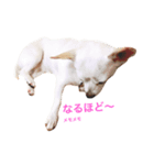 ロコぴ（個別スタンプ：3）