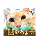 Yogi-chan 3（個別スタンプ：2）