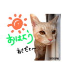 Yogi-chan 3（個別スタンプ：3）