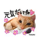 Yogi-chan 3（個別スタンプ：16）