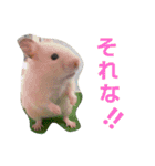 プリン＆アル（個別スタンプ：2）