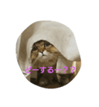 ぼくはミルコ（個別スタンプ：7）