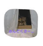 ぼくはミルコ（個別スタンプ：9）