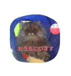 ぼくはミルコ（個別スタンプ：12）