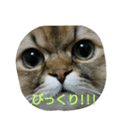 ぼくはミルコ（個別スタンプ：14）