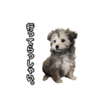 mac ＆ moco（個別スタンプ：8）