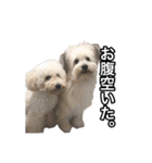 mac ＆ moco（個別スタンプ：16）
