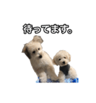 mac ＆ moco（個別スタンプ：17）