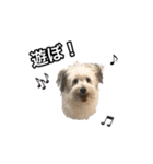 mac ＆ moco（個別スタンプ：18）