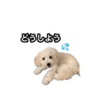 mac ＆ moco（個別スタンプ：22）