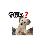 mac ＆ moco（個別スタンプ：24）