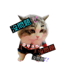 Cat brother ~ba gu  brother to visit~（個別スタンプ：7）