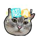 Cat brother ~ba gu  brother to visit~（個別スタンプ：12）