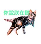 my cat MOMO very cute（個別スタンプ：2）