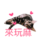 my cat MOMO very cute（個別スタンプ：3）