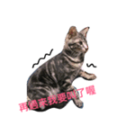 my cat MOMO very cute（個別スタンプ：4）