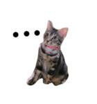 my cat MOMO very cute（個別スタンプ：6）