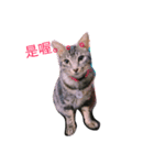 my cat MOMO very cute（個別スタンプ：8）