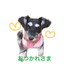ミニチュアシュナウザーこむぎ（個別スタンプ：1）