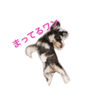 ミニチュアシュナウザーこむぎ（個別スタンプ：3）