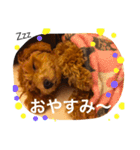 トイプードルちゃちゃまるのきもち（個別スタンプ：24）