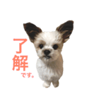 チロりん（個別スタンプ：1）