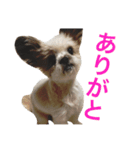 チロりん（個別スタンプ：3）