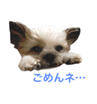 チロりん（個別スタンプ：4）