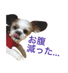 チロりん（個別スタンプ：10）