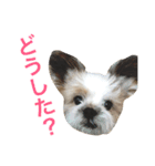 チロりん（個別スタンプ：13）