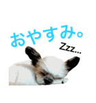 チロりん（個別スタンプ：16）