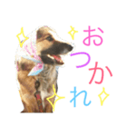 愉快なポンちゃん（個別スタンプ：2）