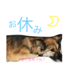 愉快なポンちゃん（個別スタンプ：3）