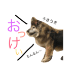 愉快なポンちゃん（個別スタンプ：5）