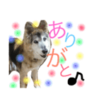 愉快なポンちゃん（個別スタンプ：7）