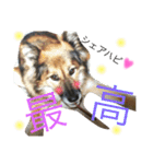 愉快なポンちゃん（個別スタンプ：11）