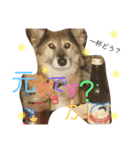 愉快なポンちゃん（個別スタンプ：13）