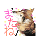 愉快なポンちゃん（個別スタンプ：16）