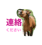 馬♡御崎馬 4（個別スタンプ：4）