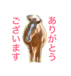 馬♡御崎馬 4（個別スタンプ：5）