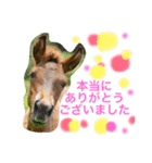 馬♡御崎馬 4（個別スタンプ：6）