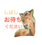 馬♡御崎馬 4（個別スタンプ：8）