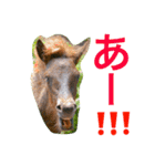 馬♡御崎馬 4（個別スタンプ：11）